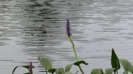 Lonely Purple Flower By Lake