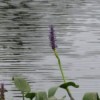 Lonely Purple Flower By Lake