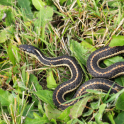 A garter snake in grass.