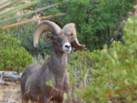 Single Big Horn Sheep