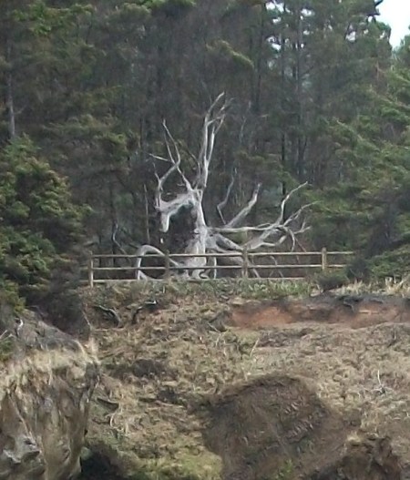 Old Gnarled Dead Tree on Oregon Coast