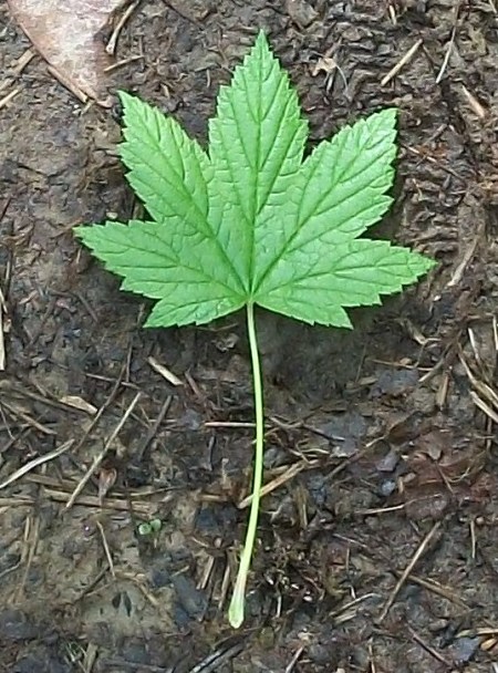 Green Leaf on the Ground