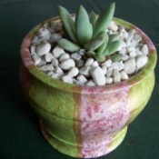 Add plant to hand-painted pot