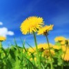 Dandelions With Blue Sky in Background