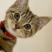 Striped kitten with red collar.