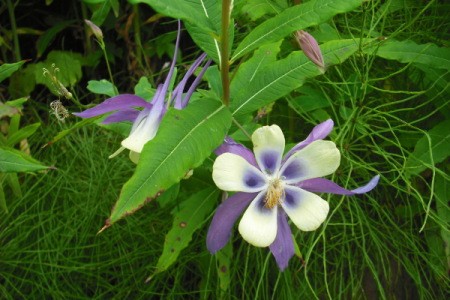 CPurple and White Columbine Flower in Alaska