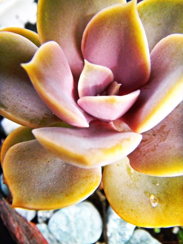 Closeup Picture of Succulent Garden