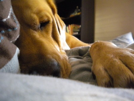 Walter the Dog Sleeping on a Blanket