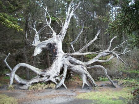 Closer Picture of Dragon Tree