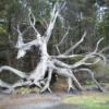 Closer Picture of Dragon Tree