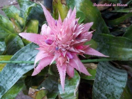 Pink Bromeliad Flower