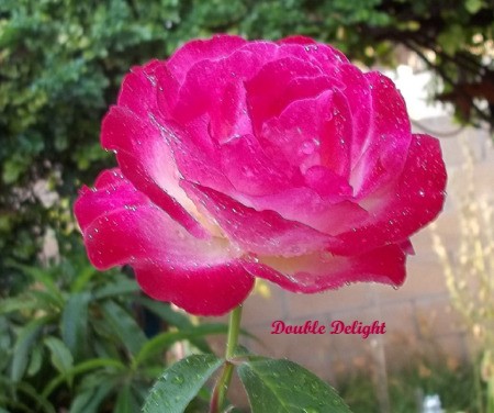 Large Pink Rose
