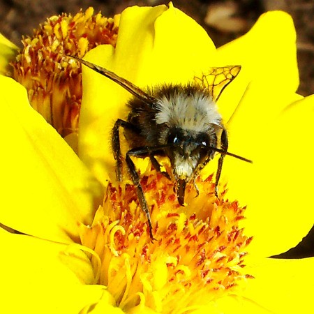 Bumble Bee in Large Yellow Flower