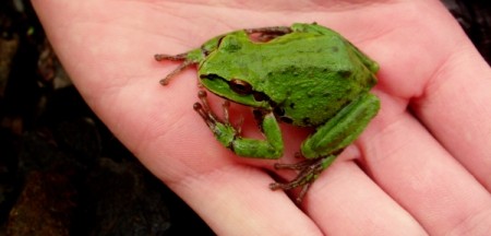 Green Frog Being Held in Hand