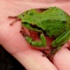 Green Frog Being Held in Hand