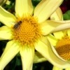 Large Yellow Sunburst Flower