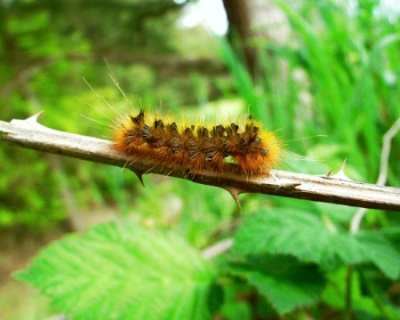 Caterpillar crawling on a branch.