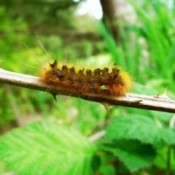 Caterpillar crawling on a branch.