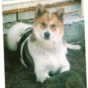 Saint the Dog with His Squirrel