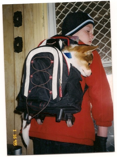 Saint the Dog in a Backpack