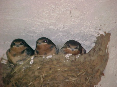 Three Baby Mud Swallows in Nest