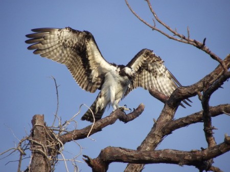 Osprey Landing in A Tree