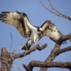 Osprey Landing in A Tree
