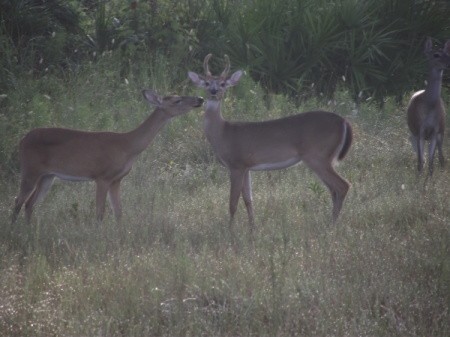 Two Deer Standing Together in A Field