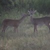 Two Deer Standing Together in A Field