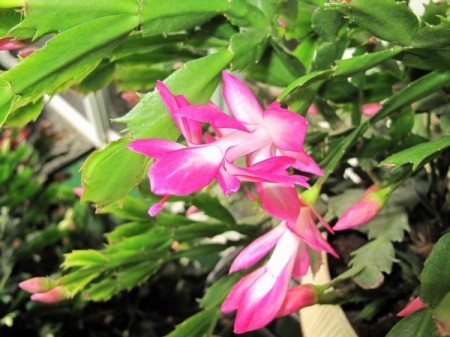 Closeup of Pink and White Christmas Cactus Flower