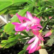 Closeup of Pink and White Christmas Cactus Flower