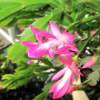 Closeup of Pink and White Christmas Cactus Flower