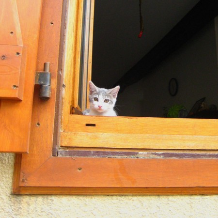 Kitten in Window looking out From Orange Wooden Shutters