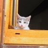 Kitten in Window looking out From Orange Wooden Shutters