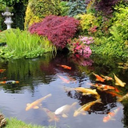Preparing Your Pond For Winter, A koi pond with plants around the edge.