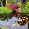 Preparing Your Pond For Winter, A koi pond with plants around the edge.