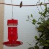 hummingbird on Wire Near Feeder