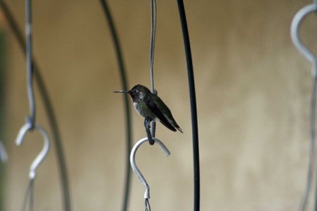 Black and Grey Hummingbird Sitting on a Hook