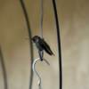 Black and Grey Hummingbird Sitting on a Hook