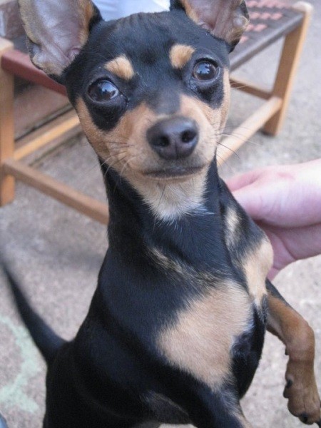 Close up of Buddy the Minpin Chihuahua Mix
