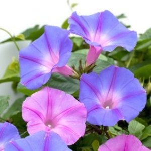 Blue and pinkish purple morning glory blooms.