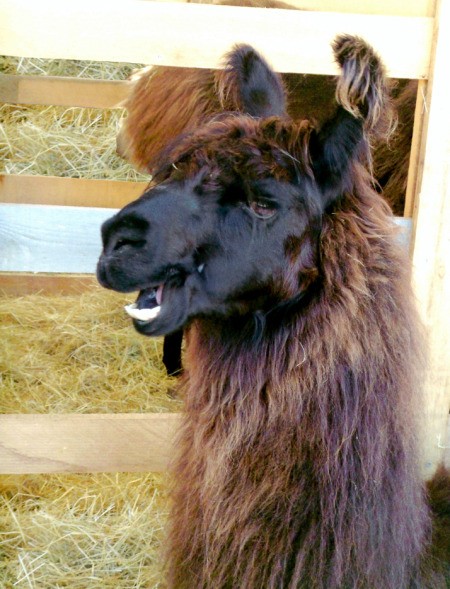 Black and Brown Llama