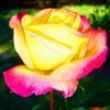 Pink Rose with Yellow Tips