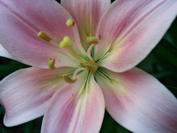 Closeup of Pink and White Lily Bloom