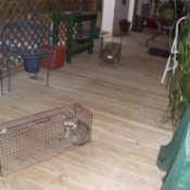 Raccoon in a live trap cage.
