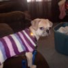 Honey Pot the Dog in a Striped Sweater