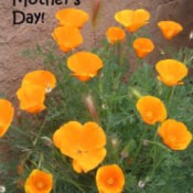 Photo of Poppies that says Happy Mothers Day.
