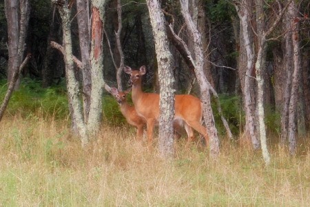Mother and Fawn Deer in the Woods