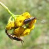 Two earwigs on a yellow flower.