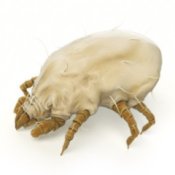 Rendering of a dust mite on a white background.